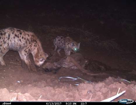 I spy with my little eye…….oh my word it’s a spotted hyena